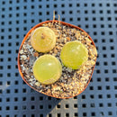 Conophytum Burgeri 2" (Set of 3) Succulent Plant