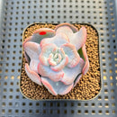 Echeveria 'Heart Song' 2" New Hybrid Succulent Plant Cutting