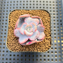 Echeveria 'Heart Song' 2" New Hybrid Succulent Plant Cutting