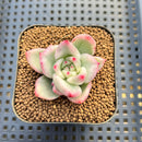 Echeveria Agavoides 'Maria' Variegated 1" Succulent Plant Cutting