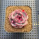 Echeveria 'Black Smoke' 2" Succulent Plant Cutting