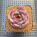 Echeveria 'Black Smoke' 2" Succulent Plant Cutting