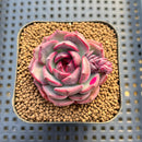 Echeveria 'Black Smoke' 2" Succulent Plant Cutting