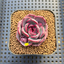 Echeveria 'Black Smoke' 2" Succulent Plant Cutting