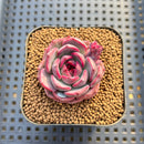 Echeveria 'Black Smoke' 2" Succulent Plant Cutting