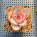 Echeveria 'Abrazo' 2" New Hybrid Succulent Plant Cutting