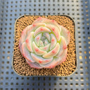 Echeveria 'Albi Fatima' 2" Succulent Plant Cutting