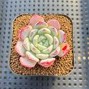 Echeveria 'Pure' 2" Succulent Plant Cutting