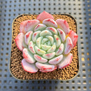 Echeveria 'Pure' 2" Succulent Plant Cutting
