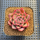 Echeveria 'Red Fresh' 2" New Hybrid Succulent Plant Cutting