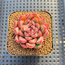 Echeveria 'Red Fresh' 2" New Hybrid Succulent Plant Cutting