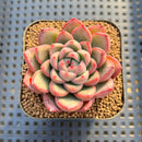 Echeveria 'Red Fresh' 2" New Hybrid Succulent Plant Cutting
