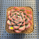 Echeveria 'Red Fresh' 2" New Hybrid Succulent Plant Cutting