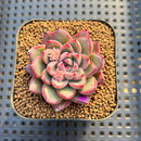 Echeveria 'Red Fresh' 2" New Hybrid Succulent Plant Cutting