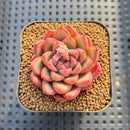 Echeveria 'Red Fresh' 2" New Hybrid Succulent Plant Cutting