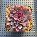 Echeveria 'Black Knight' New Hybrid 2" Succulent Plant Cutting