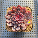 Echeveria 'Black Knight' New Hybrid 2" Succulent Plant Cutting