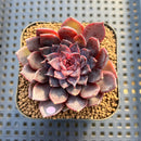 Echeveria 'Black Knight' New Hybrid 2" Succulent Plant Cutting