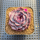 Echeveria 'Yasmin' 2" Succulent Plant Cutting