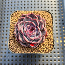 Echeveria 'Yasmin' 2" Succulent Plant Cutting