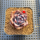 Echeveria 'Moila' 2" Succulent Plant Cutting