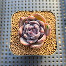 Echeveria 'Moila' 2" Succulent Plant Cutting