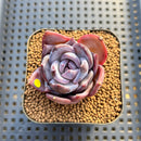 Echeveria 'Moila' 2" Succulent Plant Cutting