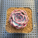 Echeveria 'Chubby Bunny' 2" Succulent Plant Cutting