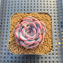 Echeveria 'Chubby Bunny' 2" Succulent Plant Cutting