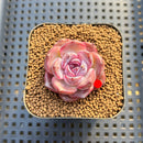 Echeveria 'Odette' 1" Succulent Plant Cutting