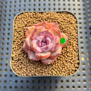 Echeveria 'Odette' 1" Succulent Plant Cutting