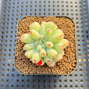 Echeveria 'Heart Ball' 2" New Hybrid Succulent Plant Cutting