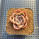 Echeveria sp. 1" Succulent Plant Cutting