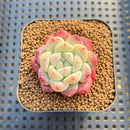 Echeveria 'Biyong' (비경) 1" Succulent Plant Cutting