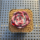 Echeveria 'Miss Hong' 1" New Hybrid Succulent Plant Cutting