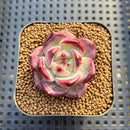 Echeveria 'Miss Hong' 1" New Hybrid Succulent Plant Cutting