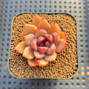 Echeveria 'Black Tetra' 2" Succulent Plant Cutting
