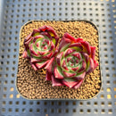 Echeveria Agavoides 'Black Edge' 2" Succulent Plant Cutting