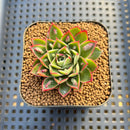Echeveria Longissima Carunculated 1" Succulent Plant Cutting