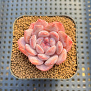 Echeveria 'Art Pink' 2" Succulent Plant Cutting