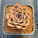 Echeveria sp. 1" Succulent Plant Cutting