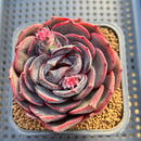 Echeveria 'Melodious' Round-Leaf 3"-4" Succulent Plant Cutting