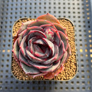 Echeveria 'Melodious' Round-Leaf 3"-4" Succulent Plant Cutting