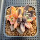 Pachyveria 'Blue Mist' Variegated 2"-3" Succulent Plant Cutting