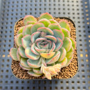 Echeveria 'Strawberry Ice' Variegated 2" Succulent Plant Cutting