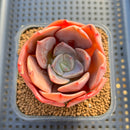 Echeveria 'Purple Tint' 2-3" Succulent Plant Cutting