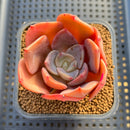Echeveria 'Purple Tint' 2-3" Succulent Plant Cutting