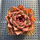 Echeveria 'Dark Ice' 2" Succulent Plant Cutting