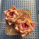 Echeveria sp. 2" Succulent Plant Cutting