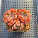 Echeveria 'Cielo' 2" Succulent Plant Cutting